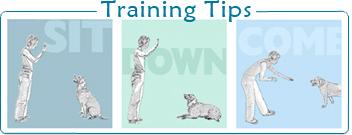 training-tips-button-v12